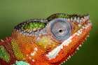 Male panther chameleon. Art Print